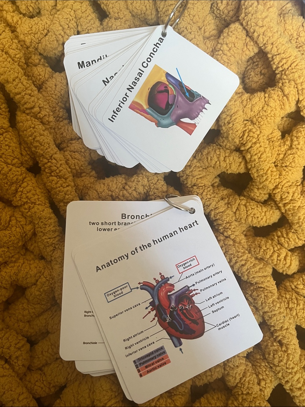 Anatomy Flashcards - Human Anatomy Study Cards (White)